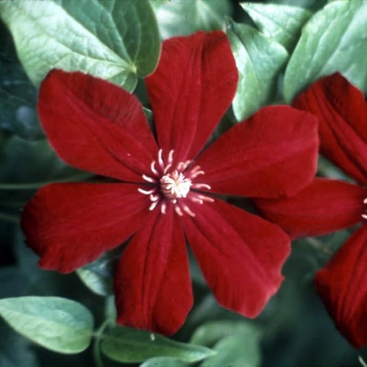 Red Clematis Vine Plants Live in Pot, 8 Months Old Seedlings Climbing Flowering, Outdoor Trellis Fences, Cold Hardy