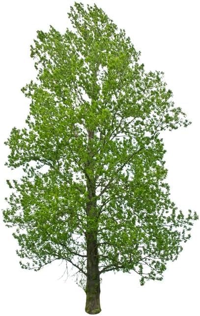 Hybrid Poplar Tree Seedlings for Planting - Fast Growing Privacy and Shade Trees (1 Tree)
