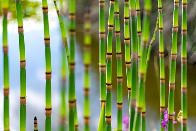 6 Horsetail Plant Cuttings to Grow - Equisetum Cuttings - Great Aquatic Feature