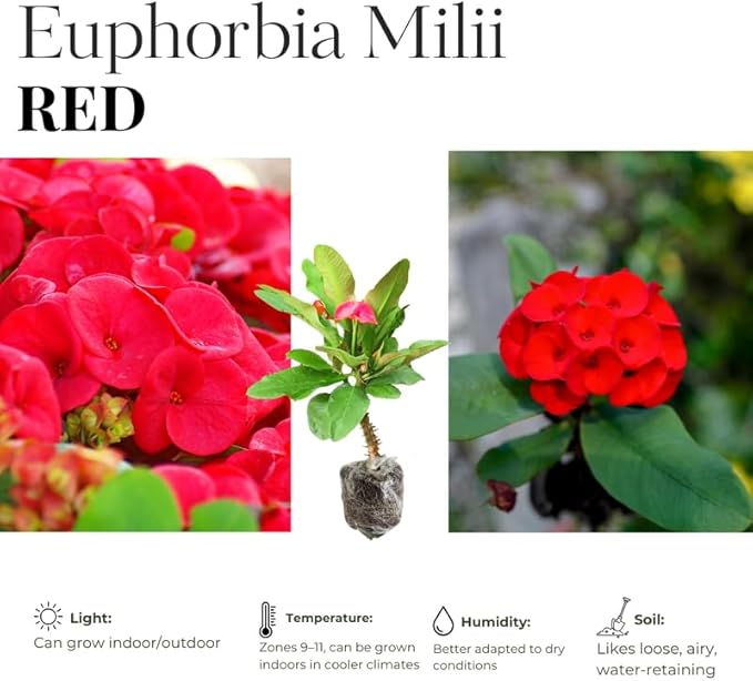 Red Crown of Thorns Plant Live in Pot, Euphorbia Milii Live Plants Very Hardy Houseplant Home Decoration, Year Round Blooming