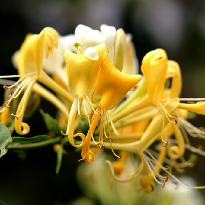 Set 2 Fragrant Honeysuckle Plants Live, Live Honeysuckle Plants 5-9" Tall Vines Bushes Climbing for Planting (Gold White)