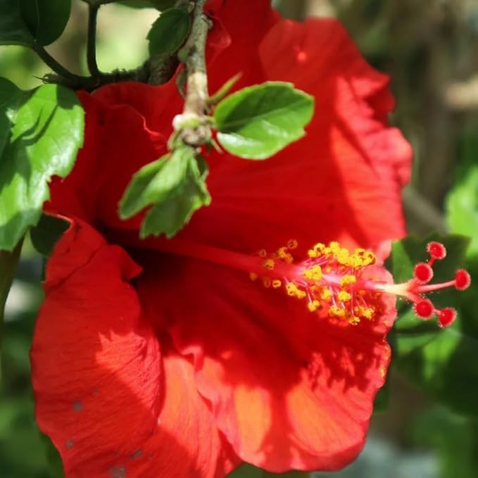 Pink Hibiscus. rosa-sinensis. Live Plant - Tropical Blooming Hibiscus, Pretty Flowers, Used in Tea and Juice (2 Pink Hibiscus sacs)