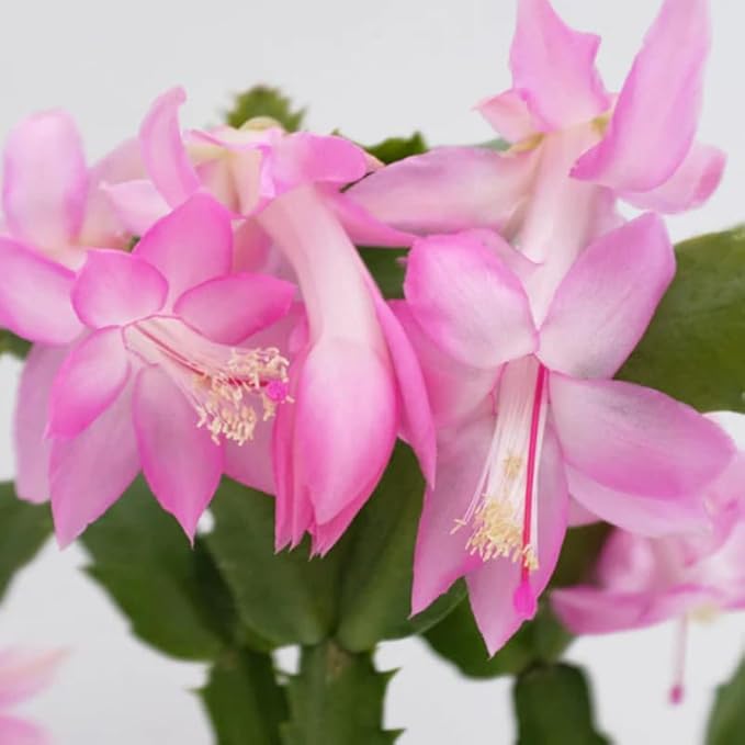2 Pink Christmas Cactus Plants Live, 4 to 7 Inch Tall Colorful Christmas Cactus, Holiday Flower Houseplant, Indoor Outdoors Easy Care Plants for Home Garden
