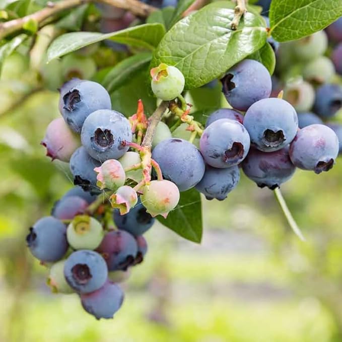 Elliott Blueberry Plant Live for Planting, 4-8 Inch Tall Starter Plant, Hardy Blueberry Bush for Garden or Patio