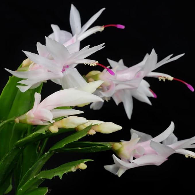 White Christmas Cactus Plant, 3-6" Tall Colorful Holiday Cactus Houseplant Easy Care Tropical Flowering Succulent Live Plants, Well Rooted, No Pot