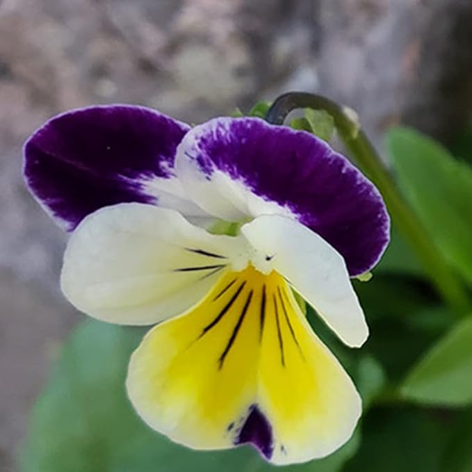 100 Johnny Jump Up Viola Seeds Wild Violet Pansy Seeds for Planting & Growing Perennial Garden Flower Seeds