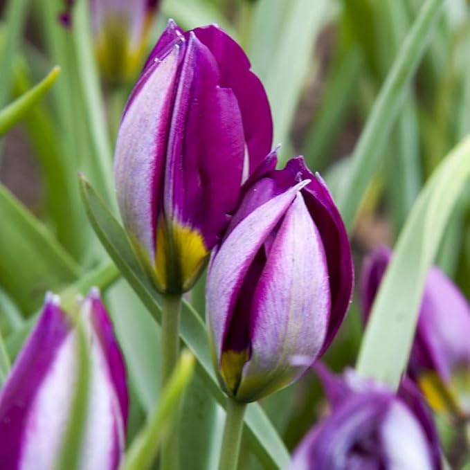 Persian Pearl Botanical Tulips Flower Bulbs - 25 Bulbs per Pack - Deer Resistant - Grows Well in Containers - Naturalizing - Perennializing