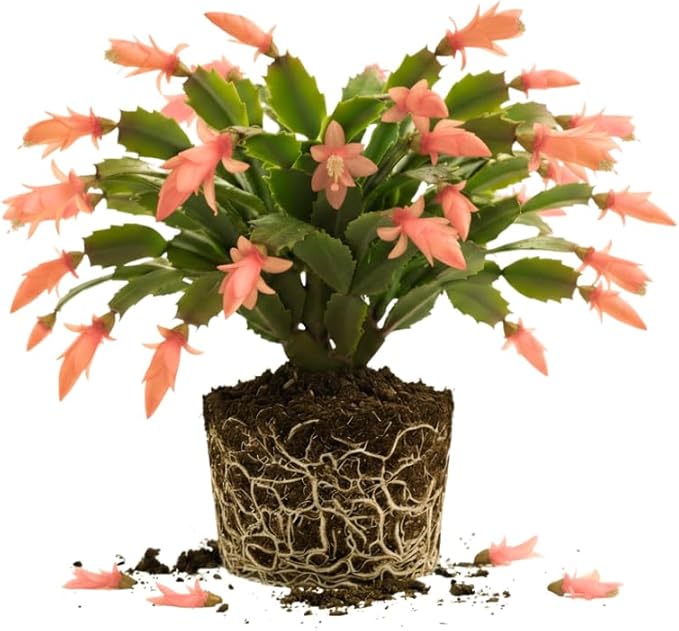 Salmon Christmas Cactus Plant, 3-6" Tall Colorful Holiday Cactus Houseplant Easy Care Tropical Flowering Succulent Live Plants, Well Rooted, No Pot