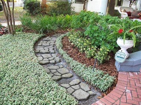 Jasmine Asiatic Variegated Plants | 1 Live 4 Inch Pot | Trachelospermum Asiaticum 'Variegata' | Fragrant Ground Cover | Evergreen Vine