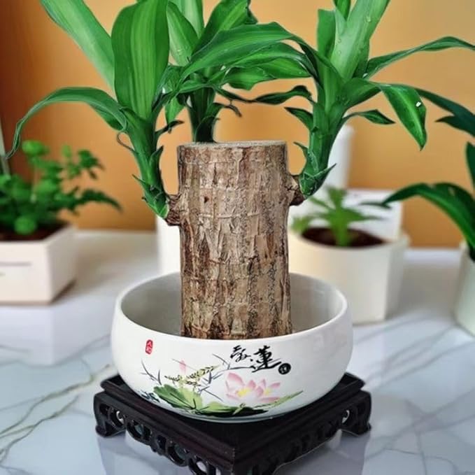 Brazilian Lucky Wood Plant for Home & Office Decor, Brazilian Wood Houseplant Kit Lucky Plants for Good Luck in The Home, Natural Air Cleaner for Bedroom (Black+Yellow)