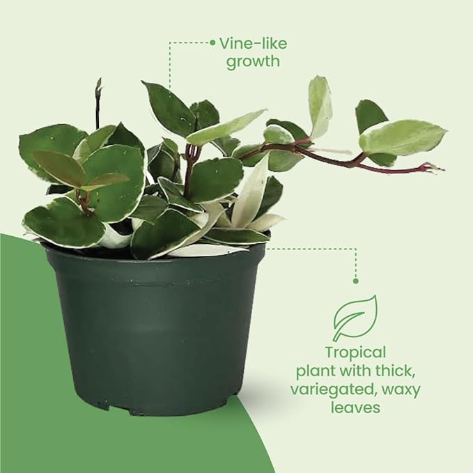 American Plant Exchange Assorted Hoya Plants – 6-Inch Pots, Pack of 2 – Live Flowering Wax Plants, Easy Care Vines for Home, Patio, or Indoor Garden Decor