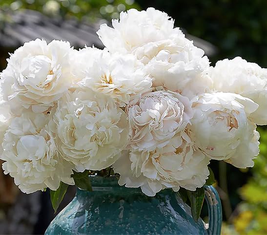 Gardenia Double White Peony Bulbs - One of The Finest and Strongest White Peonies, 3-5 Eyes, Live Peony Plants for Planting Outdoors, Perfect Peony Flowers Plant