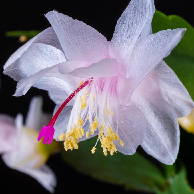 1 Thanksgiving Christmas Cactus Plants Live in 4" Pot, Houseplant Holiday Cactus, Vibrant Single Color Blooms Indoor Outdoor, Zygocactus Like, Winter Hardy (White)