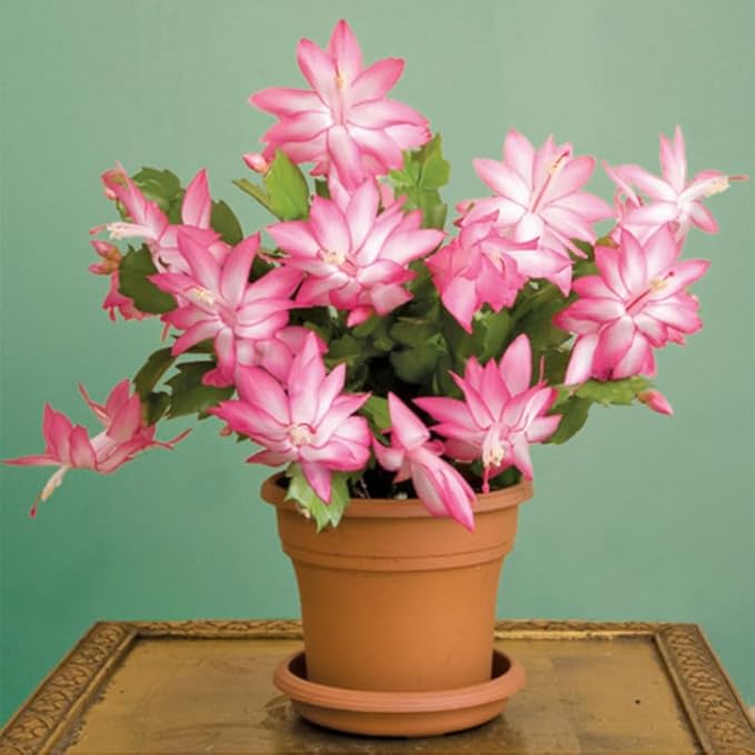 1 Thanksgiving Christmas Cactus Plants Live in 4" Pot, Houseplant Holiday Cactus, Vibrant Single Color Blooms Indoor Outdoor, Zygocactus Like, Winter Hardy (Light Pink)