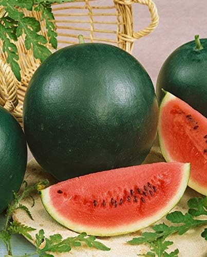 Watermelon Black Beauty Early Rare Giant Fruit Heirloom Organic Non-GMO
