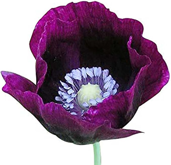 Purple Breadseed Poppy Seeds - Tall Poppy with Black Markings - 3000 Seeds