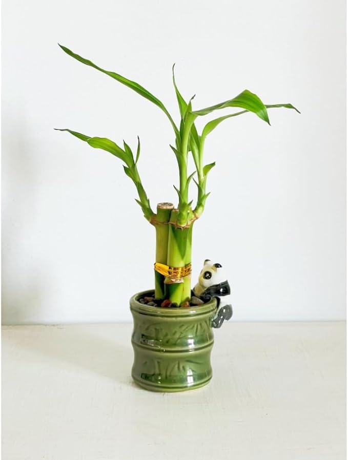 Coop & Harp Small Lucky Bamboo Live Indoor Plant with Ceramic Vase, Live Indoor Lucky Bamboo for Home, Office and Gift (2PK Panda)