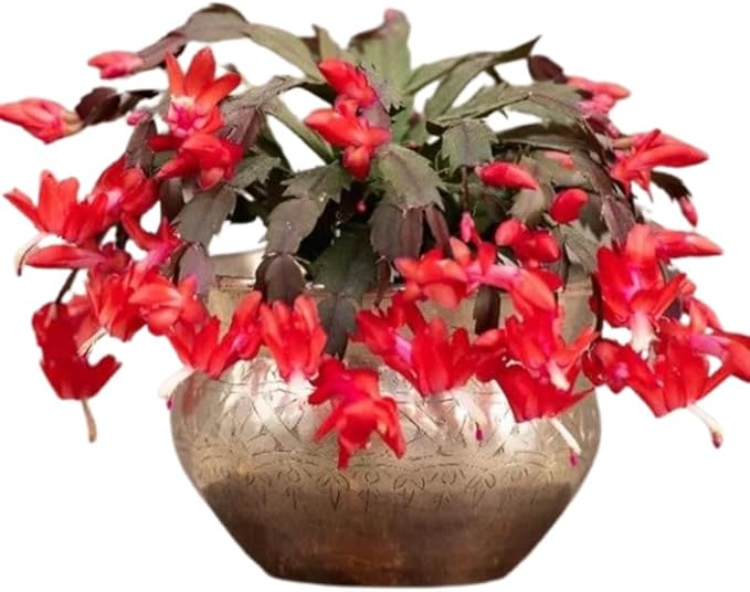 Thanksgiving Cactus Live Plant in 4" Pot, Holiday Christmas Cactus Plants Live, Winter Bloom, Indoor Planting, Ready to Blooms (Red)