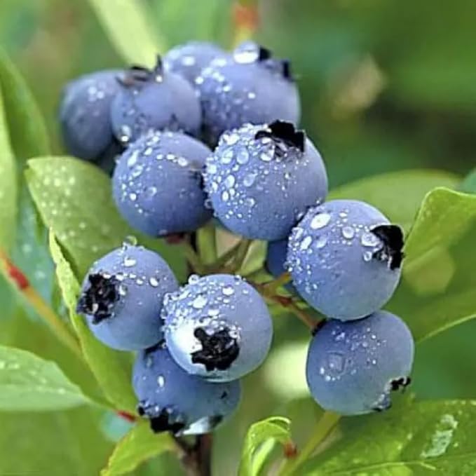 Jewel Blueberry Plant Live for Planting, 4-8 Inch Tall Starter Plant, Hardy Blueberry Bush for Garden or Patio