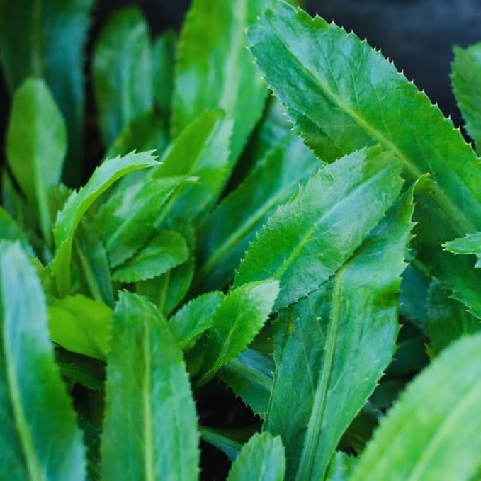 Culantro Seeds for Planting Outdoors, Culantro Plant Seeds, Culantro Herb Seeds, 400 Seeds