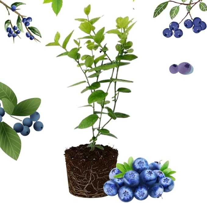 Jewel Blueberry Plant Live for Planting, 4-8 Inch Tall Starter Plant, Hardy Blueberry Bush for Garden or Patio