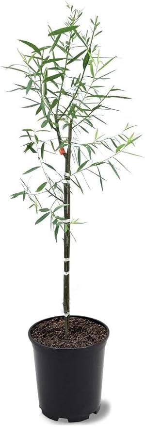 Weeping Willow Tree – 1 Gallon Potted – Fast-Growing Shade Tree | Arbor Day Foundation (Due to Agricultural Laws, Unavailable to CA, CT or AZ)