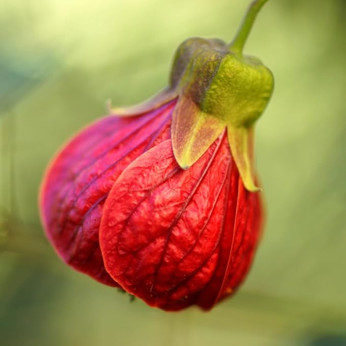 2 Abutilon Plants 5-9 Inches Tall - Lantern Trees Perfect for Enhancing Your Indoor and Outdoor Garden - Trailing Hanging Flower Vine (Pink Abutilon)