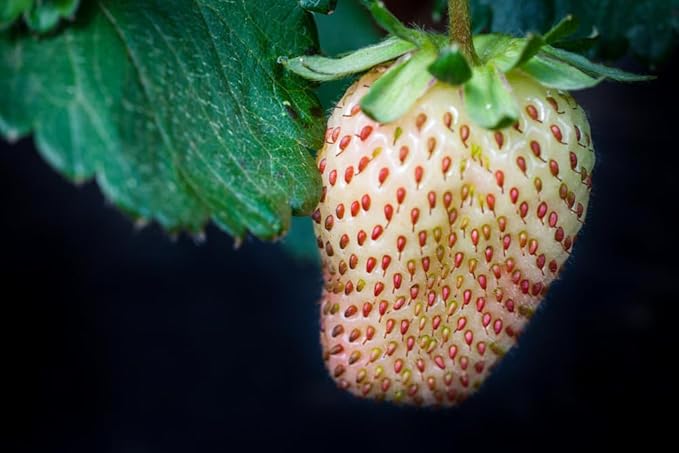 10 Pineberry Plants - Grow White Strawberries - Bare Root Plants, Easy to Grow