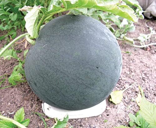 Watermelon Black Beauty Seeds – Citrullus Lanatus | Sweet & Juicy Heirloom Variety | Large, Dark Green Melons