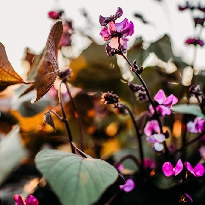 Ruby Moon Hyacinth Bean Vine - 25 Seeds - Beautiful Climbing Flower Variety, Great for Arbors & Trellises, Non-GMO Hyacinth Bean Seeds for Planting in The Home Garden, Thresh Seed Company