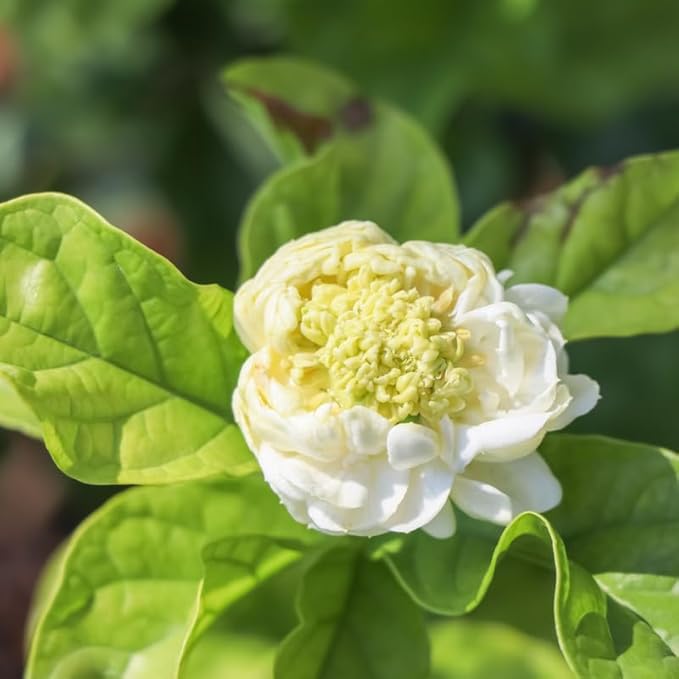 Jasmine Plant, Fragrant Jasmine Flower Vine 4-8 Inches Well Rooted for Container, Hanging Basket Growing (Duke of Tuscany)