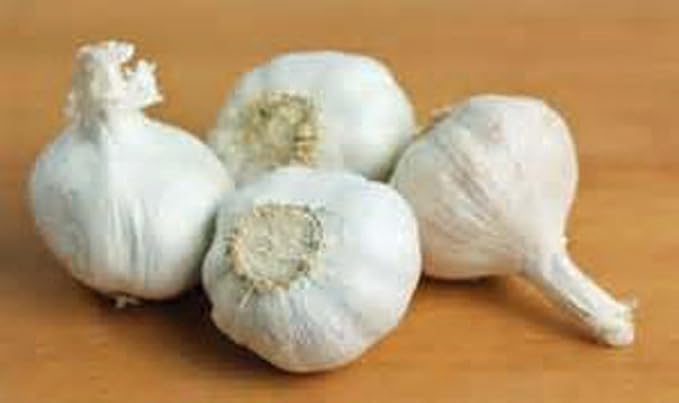 Whole Garlic Bulbs – Huge Non-GMO Bulbs for Fall Planting or Flavoring Dishes – Ready for Planting or Eating – (6 Bulb)