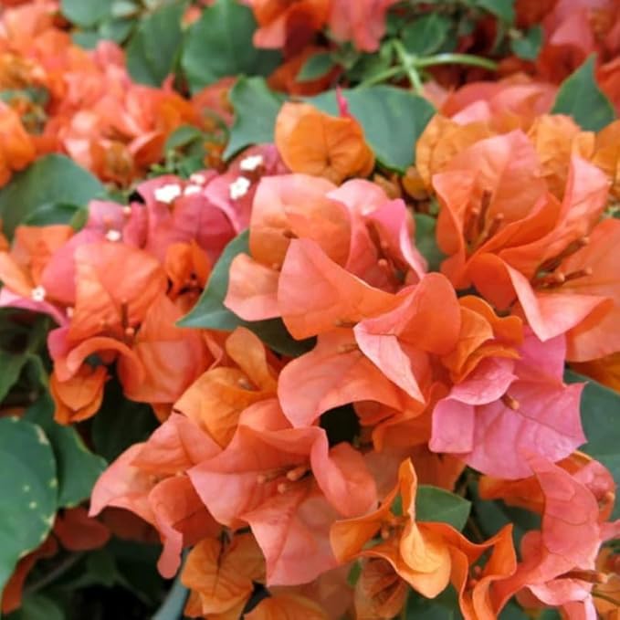 2 Bougainvillea Plants Live, Trailing Flowering Vines, 5-9” Tall, Well-Rooted Bougainvillea Trees for Outdoor Garden or Patio (Glow Bougainvillea)