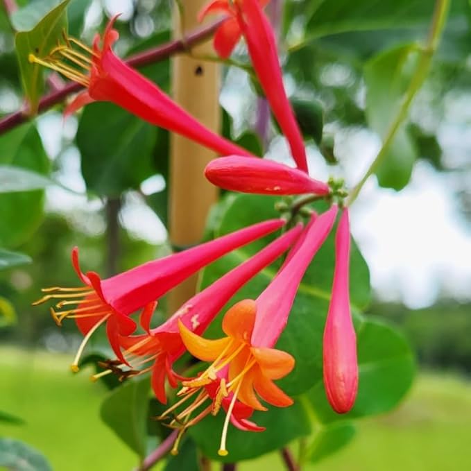 Dropmore Scarlet Climbing Honeysuckle Plant Live, Fragrant Honeysuckle Plants Vine Bushes in 2.5 Inch Pot