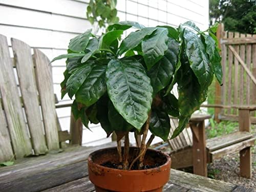 5+ Seeds Arabian Coffee Tree (Mountain Plant) - Tree Dwarf