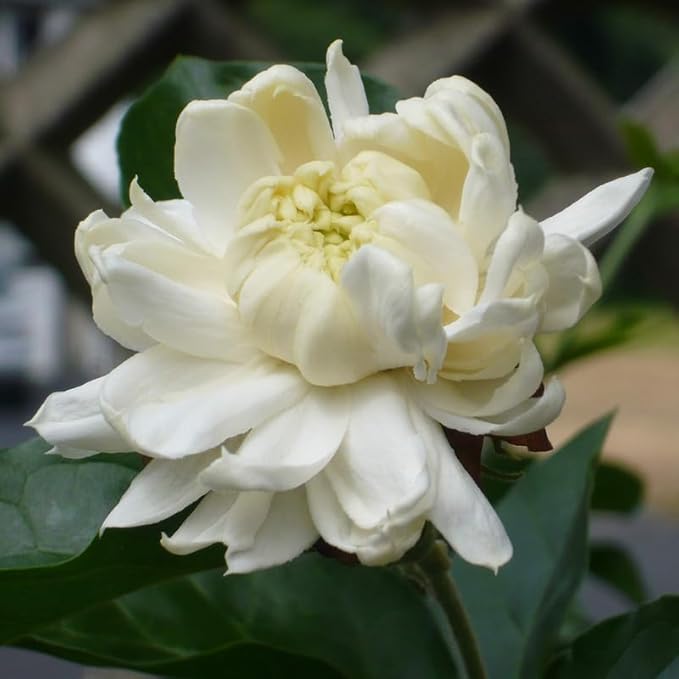 Jasmine Plant, Fragrant Jasmine Flower Vine 4-8 Inches Well Rooted for Container, Hanging Basket Growing (Duke of Tuscany)