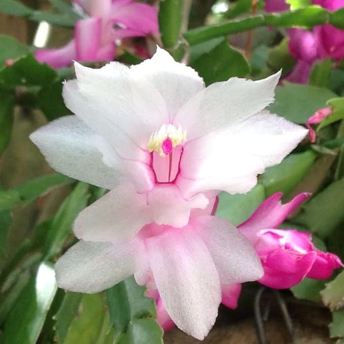 White Christmas Cactus Plant, 3-6" Tall Colorful Holiday Cactus Houseplant Easy Care Tropical Flowering Succulent Live Plants, Well Rooted, No Pot