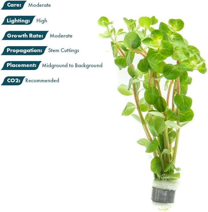 SubstrateSource Live Plant - Rotala Fujian - Moderate Care, High Light, Orange-Pink Accent, Freshwater Aquatic Plant for Aquascaping - Lead Bunch