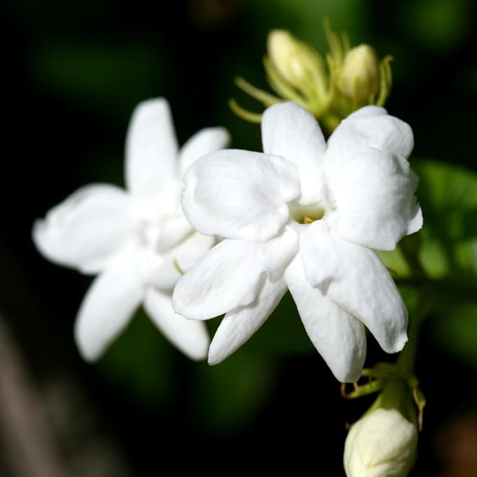 Jasmine Plant, Fragrant Jasmine Flower Vine 4-8 Inches Well Rooted for Container, Hanging Basket Growing (Maid of Orleans)