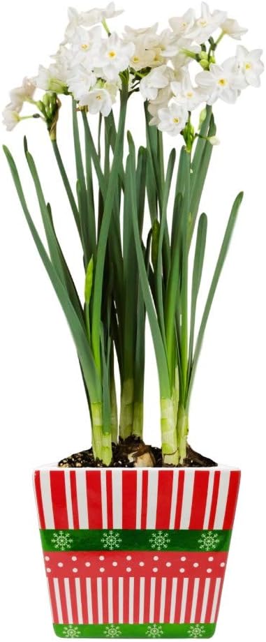 Easy to Grow Paperwhites 4 Flower Bulbs Planted in a Holiday Square Gift, Blooms Indoors for Holidays, Spice Fragrance