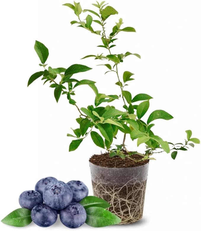 Sunshine Blueberry Plant Live for Planting, 4-8 Inch Tall Starter Plant, Hardy Blueberry Bush for Garden or Patio