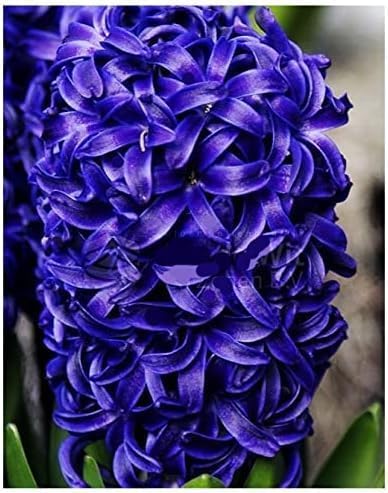 5 Aida Hyacinth Bulbs - 16-17 cm, Vibrant Spring Blooms in Rich Colors for Zones 4-10, Pre-Chilling Required for Zones 8-10 for Optimal Growth