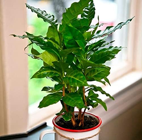 5+ Seeds Arabian Coffee Tree (Mountain Plant) - Tree Dwarf