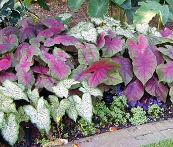 Pink Symphony Caladium Bulbs - Large Size Root - Stunning Pink and Green Foliage - Hardy in Zones 9-11 - Ideal for Gardens and Containers