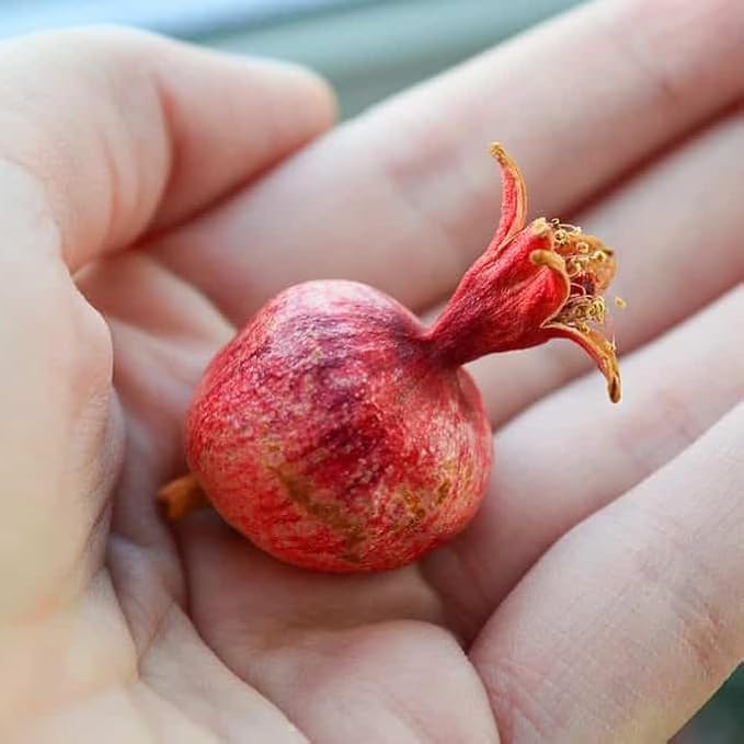 Live Dwarf Pomegranate Plant (Punica Granatum) - Compact, Ornamental Fruit Bearing Shrub, Indoor/Outdoor (4 pom-Dwarf Cups)