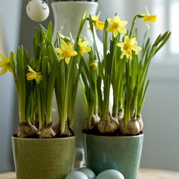 Tete A Tete Daffodil Flower Bulbs Jumbo Pack - 50 Bulbs per Pack - Deer Resistant - Good as Cut Flowers - Good for Indoor Forcing - Grows Well in Containers - Naturalizing - Perennializing
