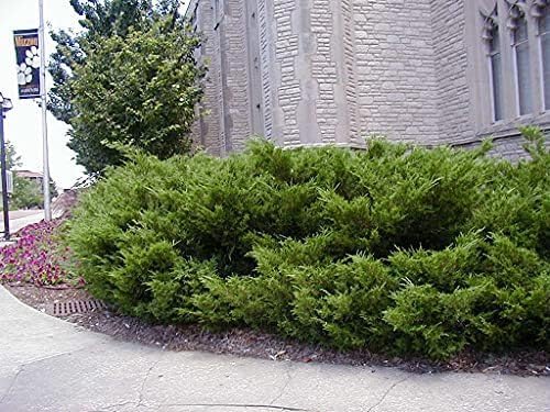 Sea Green Juniper - 1 Live Gallon Size Plant - Juniperus Chinensis - Drought Tolerant Cold Hardy Evergreen Border Screening Shrub