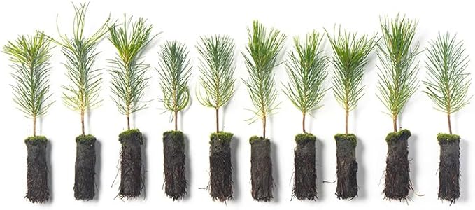 Ponderosa Pine Live Tree Plug Seedlings | 6"-12" | Arbor Day Foundation - (Due to Agricultural Laws, Unavailable to AZ, CA, ID, ME, MT or UT) (10-Pack)
