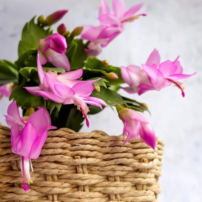 Pink Christmas Cactus Plants Live, Size 3-6" Christmas Cactus Plant, Colorful Holiday Houseplant Flowering Succulent Live Plants for Planting, Well Rooted, No Pot