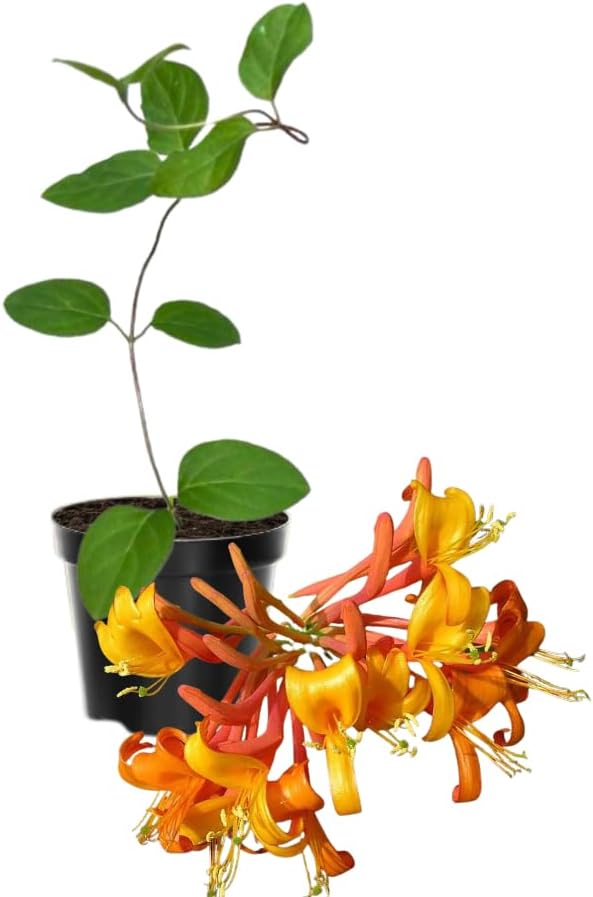 Honeysuckle Plant Live for Planting, Lonicera Honeysuckle Vine, Very Hardy, in 2.5 Inc Pot, Fragrant Red Orange Bloom